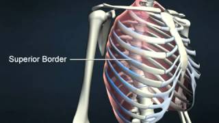 External intercostals  AnatomyOnlineCourse [upl. by Schild]