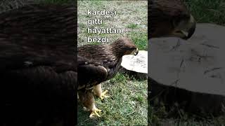 BU KARTAL HAYATTAN BEZMİŞ [upl. by Anoik]