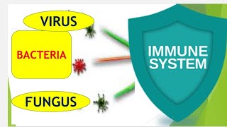 Immunity  White Blood Cells  Neutrophils and Macrophages  Inflammation [upl. by Artenahs532]