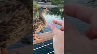 Duck Pond  Feeding Ducks shorts [upl. by Dovev367]