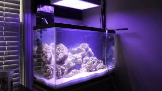 How to Perform a Water Change for a Saltwater Aquarium [upl. by Ardnusal]