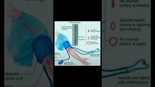 Sphygmomanometermedicalnursingnursingstudentbpshortvideo [upl. by Lasorella]