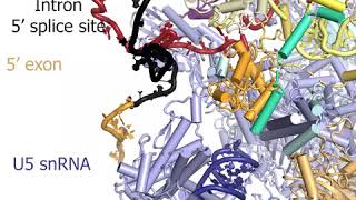 How the exonintron junction is introduced into the spliceosomes active site [upl. by Lorrad]