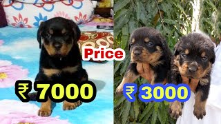 Rottweiler puppy price difference [upl. by Eixel160]