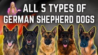 The 5 German Shepherd Breed Types Simply Explained [upl. by Leseil]