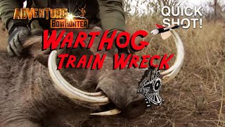 Warthog TRAIN WRECK Awesome African Pigs amp Hogs [upl. by Lopes]