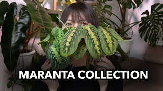 🌸 MY ENTIRE MARANTA COLLECTION 🌸 │Marantas in LECA [upl. by Pren]