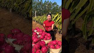 😭She is Very Worried That Dragon Fruits are not Selling  Amazing Fruit Farming shorts agriculture [upl. by Yenhpad]