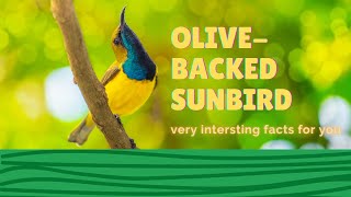 Olivebacked Sunbird facts 🦜 Yellowbellied Sunbird 🦜 Southern Asia to Australia 🇦🇺 [upl. by Memory]