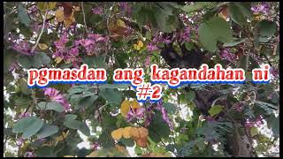 Bauhinia Blakeana trending flowers benefits relbvlog1985 [upl. by Charlie]