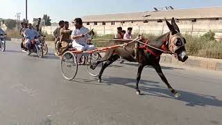 new karachi donki race kakra vs kala win [upl. by Can]