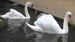 Swans and Cygnets at Abbotsbury Swannery Dorset  Mute Swan  Birds UK [upl. by Gotcher380]