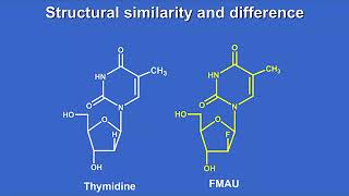 Journey of 2′deoxy2′fluoro5methyl1βDarabinofuranosyluracil FMAU [upl. by Alisun283]