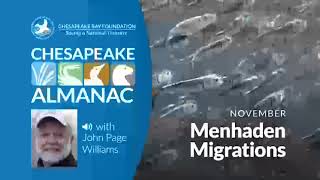 November Menhaden Migrations [upl. by Noll]