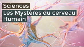 Les mystères du cerveau Humain  Documentaire français 2016 HD [upl. by Mcgruter110]