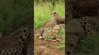 The SHOCKING 🙀 Reason Cheetahs Are Silent Predators [upl. by Meelak123]