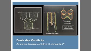 Anatomie des dents des Vertébrés Anatomie dentaire évolutive et comparée 1 [upl. by Seaden]