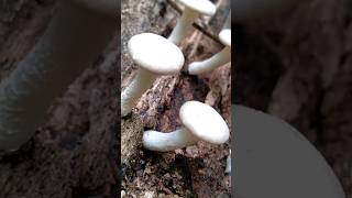 Jamur Lot lentinus enak di makan jamurliar jamur [upl. by Nissy]