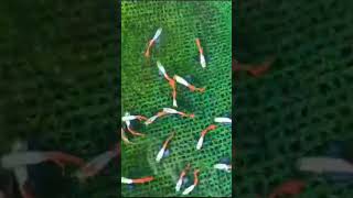 guppyfish viralshort 1000views lowprice coimbatore flowerhornfish [upl. by Nageet]