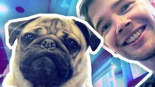 MEETING THE WORLDS MOST FAMOUS PUG [upl. by Ayk]