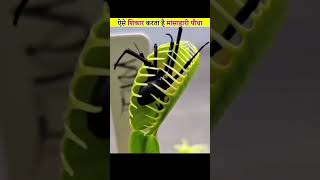 Venus fly trap knowledge amazingfacts interestingfacts fact amazingfact [upl. by Epuladaugairam]