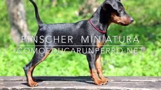 Como Educar a un Pinscher Miniatura  Entrenamiento de Perro Pinscher Miniatura [upl. by Sage142]