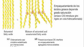 Tema 41 Clasificación estructura y propiedades de los lípidos S1 Lípidos Simples umh1163 [upl. by Erdnuaed636]