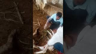 marne wala hai bhagwan bachane wala hai bhagwan music song animalanimalrescueteamvhnakaha [upl. by Aiceled393]