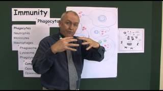 Immunity 4 Phagocyctosis the process of cell eating [upl. by Yrohcaz872]