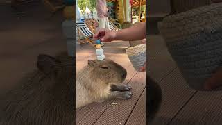 Can This Capybara Master the Art of Stacking [upl. by Yllatan]