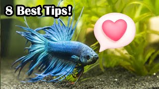 How To Create A Bond With Your Betta Fish [upl. by Dualc652]