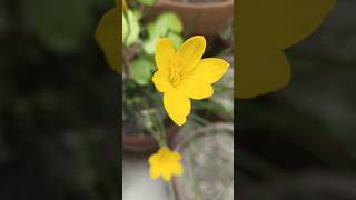 Harvesting yellow rain lily seeds shorts yellowrainlilyseeds Grow Green 445 [upl. by Ulberto]