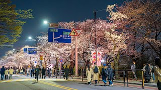 Seoul Cherry Blossom Festival Yeouido Hangang Park  Best Place to Visit in Korea 4K HDR [upl. by Eugirne]