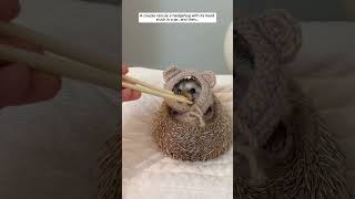 A couple rescue a hedgehog with its head stuck in a jar then hedgehog babyhedgehog short [upl. by Pero]