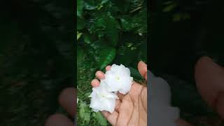 Tabernaemontana divaricataটগর ফুলyoutubeshortsgardenplantspeacefullnatureshorts [upl. by Eseret]