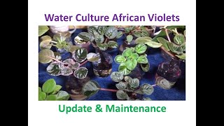 Water Culture African Violets  Update amp Maintenance [upl. by Macegan]