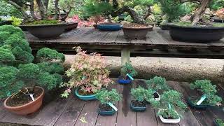 A trip to Greenwood Bonsai Nursery and some gifts from Houghton Bonsai [upl. by Nylarad]