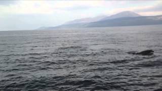 Dolphins swimming off Carradale Kintyre Scotland [upl. by Cassidy]