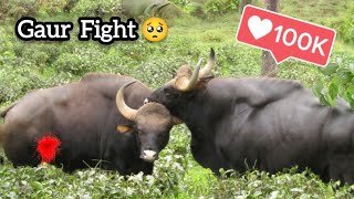 Almost dead 🥺  Gaur full fight I Indian Bison in Valparai Tamilnadu [upl. by Althea]