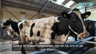 Koeien verzamelen bij Groot Zevert Livestock BV [upl. by Alyks]