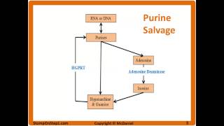 Purine Salvage Pathway LeschNyhan Syndrome SCID Gout treatment Allopurinol Uric Acid Renal Stone [upl. by Klatt]