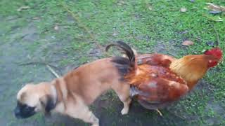 Perro se aparea con gallo [upl. by Acilef]