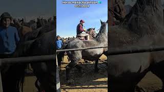 horse stallion equestrain horsemarket youtubeshorts [upl. by Seem722]