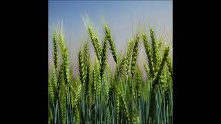 Fusarium head blight of wheat disease has been a major threat to wheat production in EthiopiaAnbese [upl. by Medin]