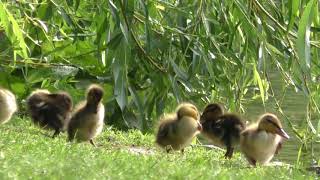 Entenküken beim putzen und schwimmen Schlosspark in WiesbadenBiebrich [upl. by Sidonnie]