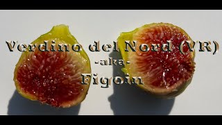 Verdino del Nord VR aka Figoin  A small green fig with two names [upl. by Devan429]