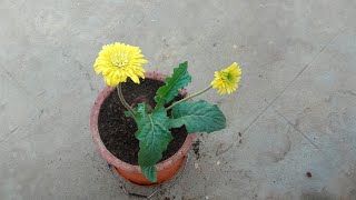 Tips on growing Gerbera daisy in a container successfully [upl. by Benedikta]