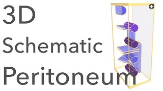 Peritoneum  3D Schematic Anatomy amp Relations [upl. by Brynne]