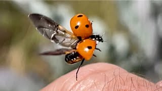 Ladybugs up close and personal [upl. by Jammin34]