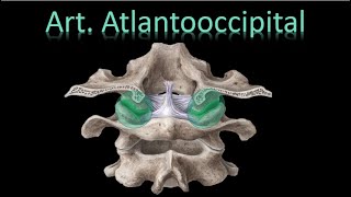 🦵Articulación Atlantooccipital  Columna Vertebral  Anatomía [upl. by Averir]